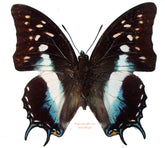 Polyura cognatus (Seram) A2